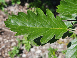 Schwedische MehlbeereAus dem Holz der Schwedischen Mehlbeere werden vor allem Zollstöcke, Kegel und Kegelkugeln hergestellt.Die Früchte sind essbar. Sie werden vor allem nach Frosteinwirkung zur Herstellung von Saft, Marmelade und Gelee verwendet.