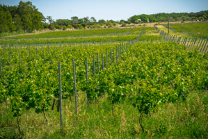 Weinanbau auf GotlandIn Schweden darf Wein nur in den "Systembolaget" verkauft werden. Und dort war leider schon ausverkauft. Wir haben Mutti dann aber von einem anderen gotländischen Weingut einen Rotwein mitgebracht.
